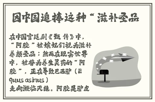 小猪视频免费下载看